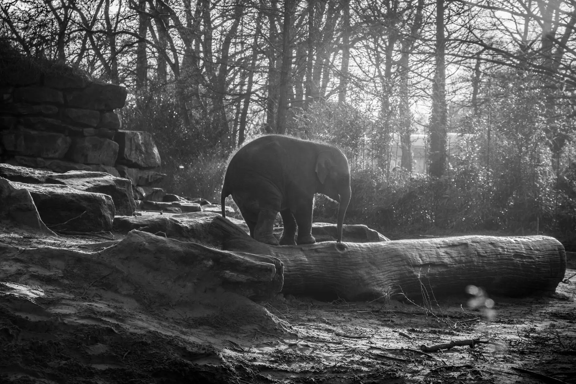 Elephant Island