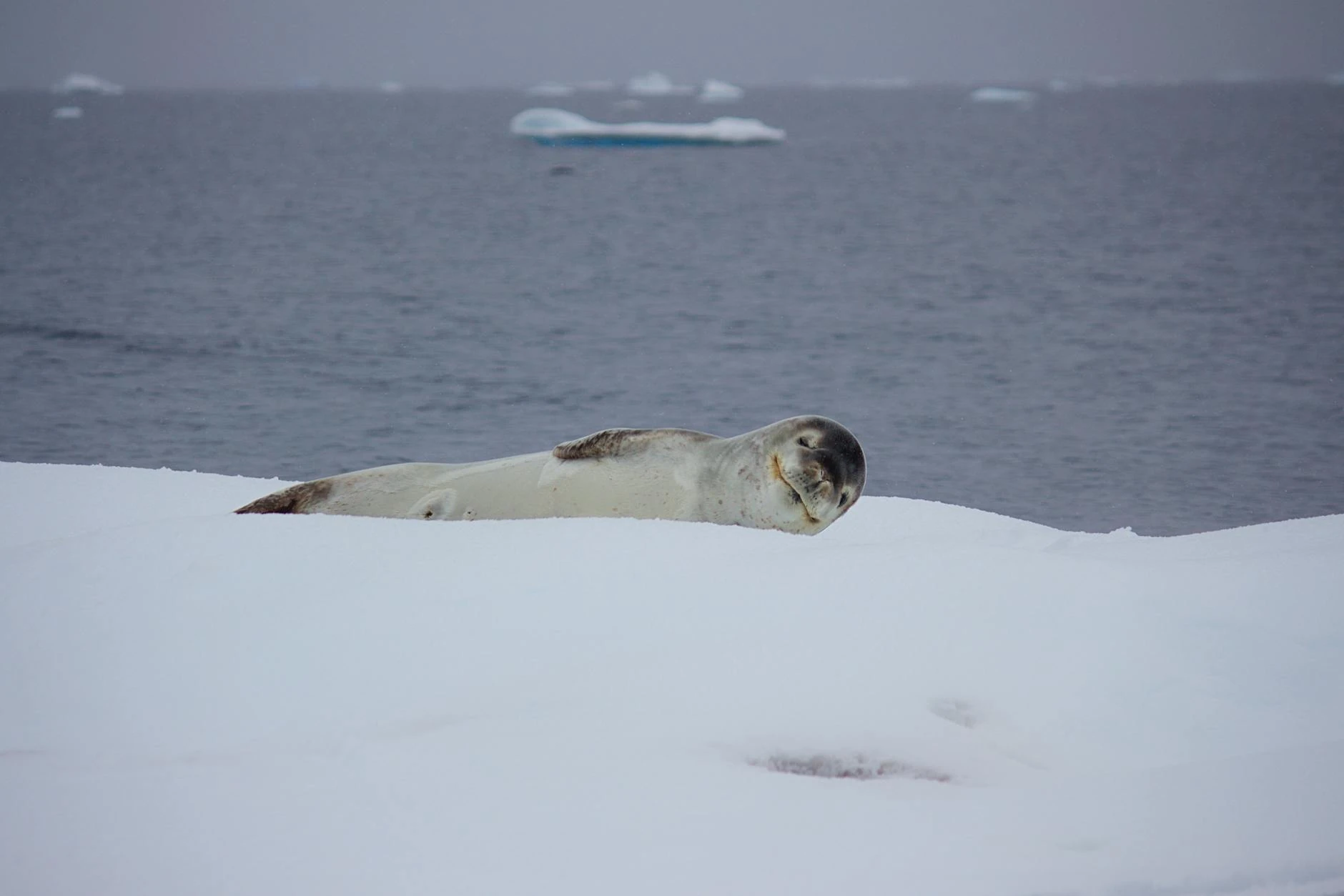 Weddell Sea