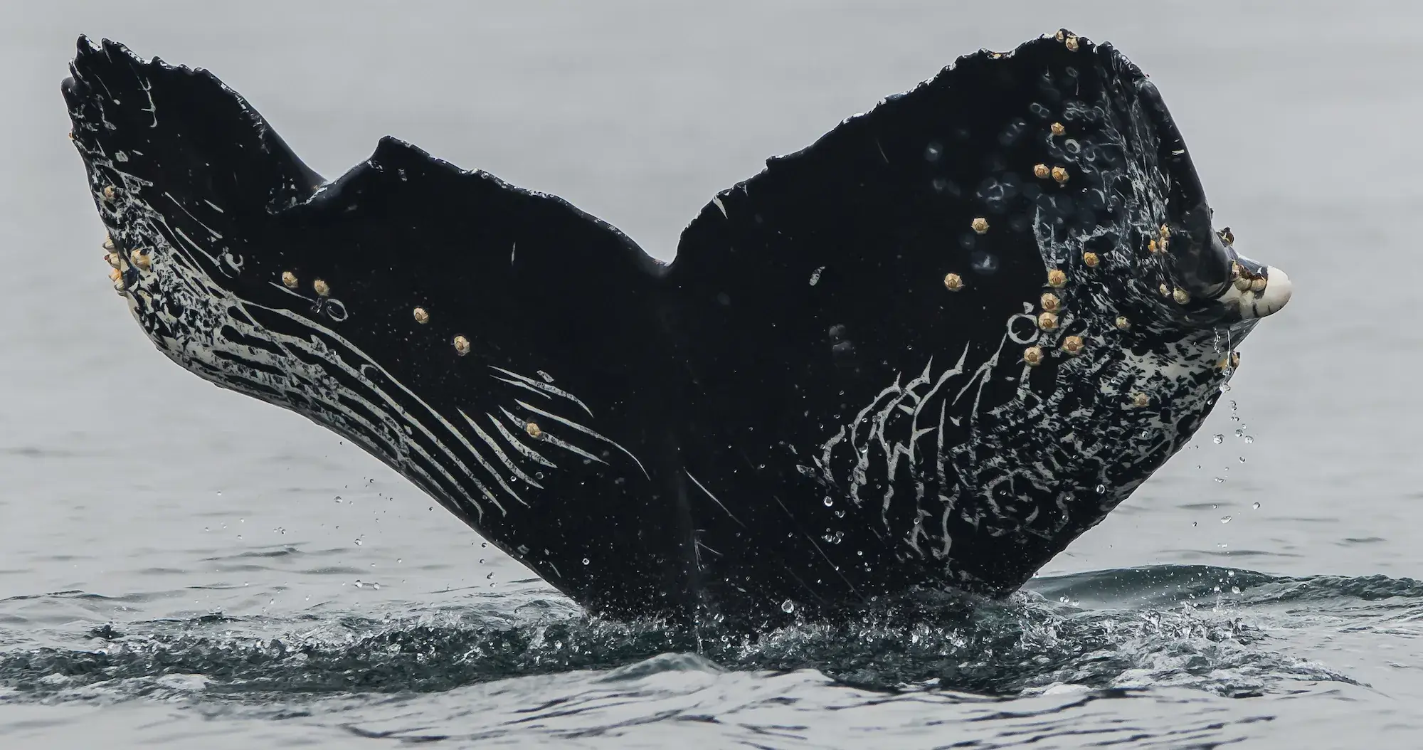 Humpback whale tail fluke