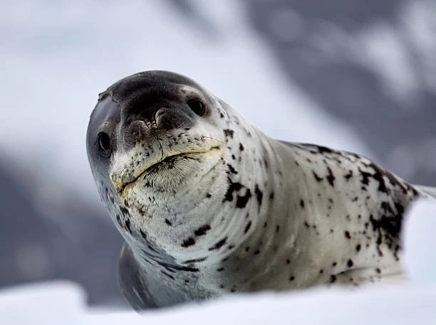 Leopard seal on ice floe