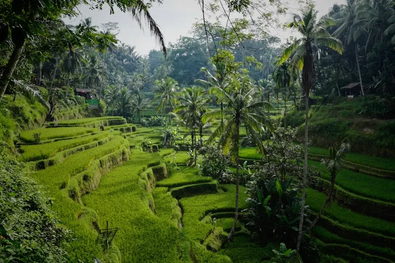 Balinese rice terraces