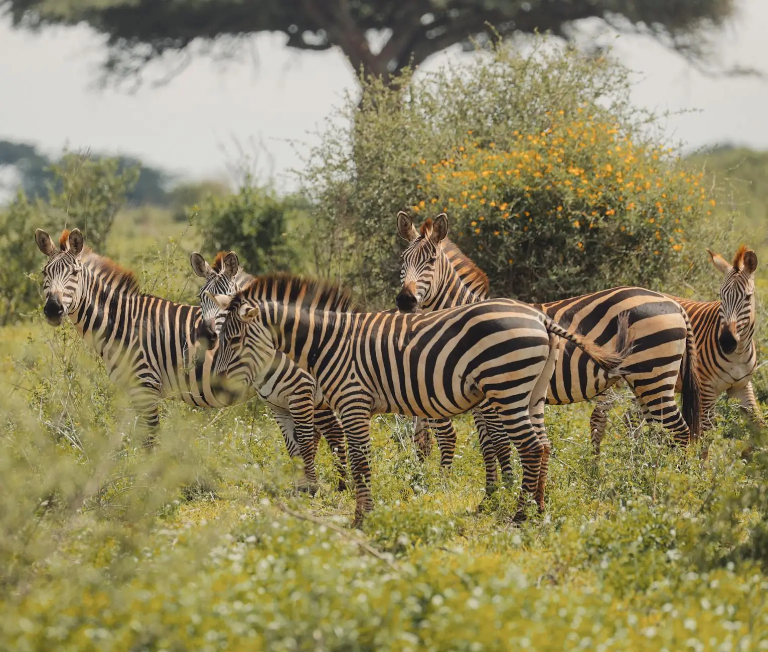 Tanzania