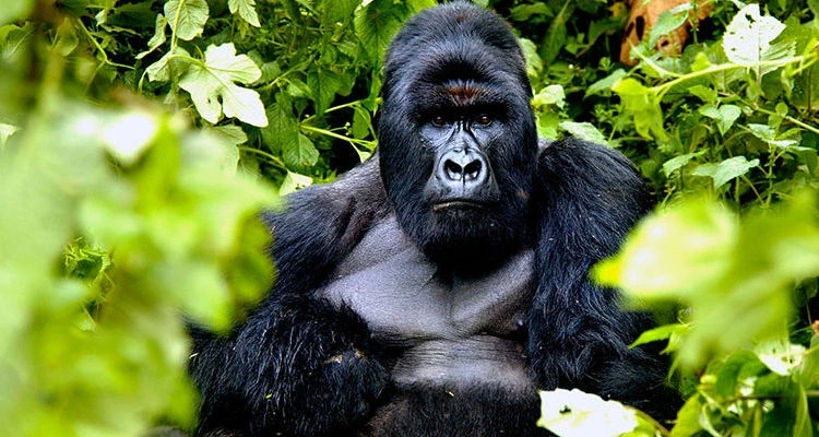 Gorilla Trekking