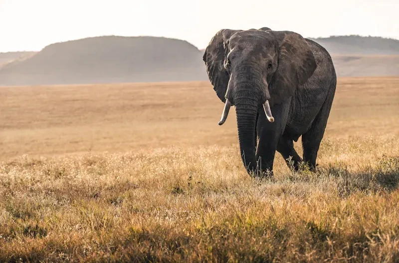 Ngorongoro Crater panorama