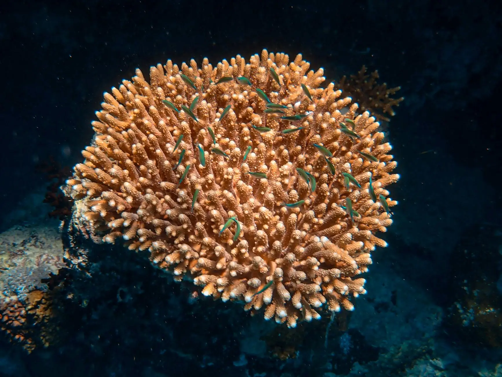 Micronesia