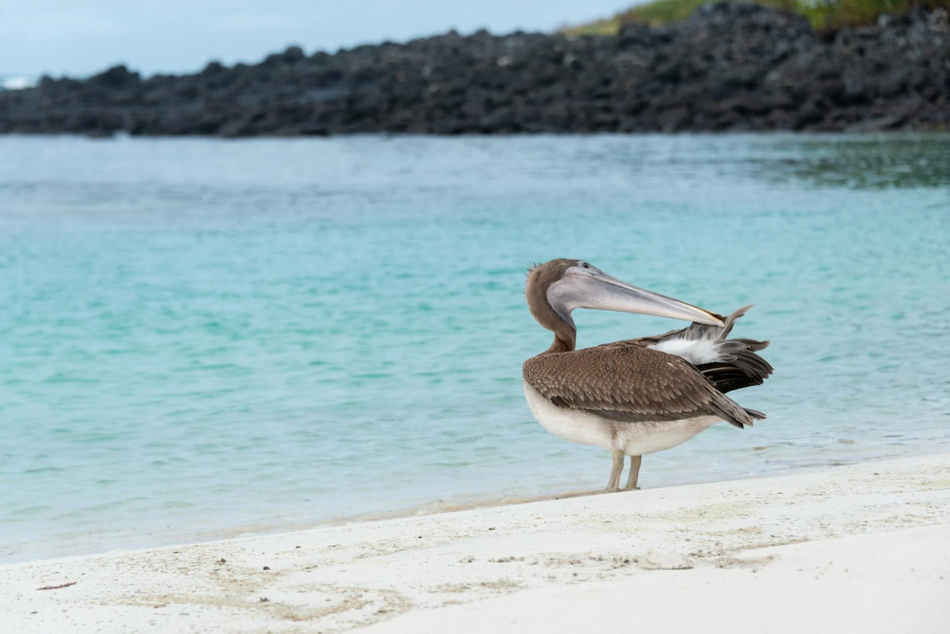 Galápagos (Ecuador)