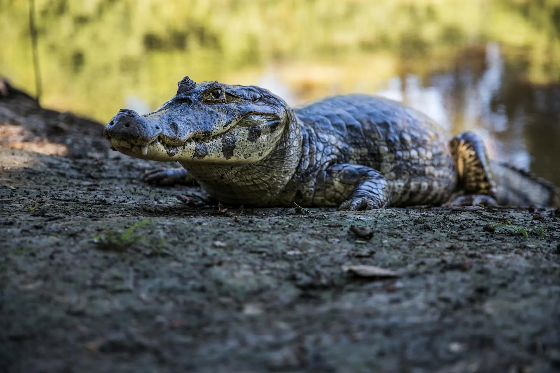 Pantanal (Brazil)