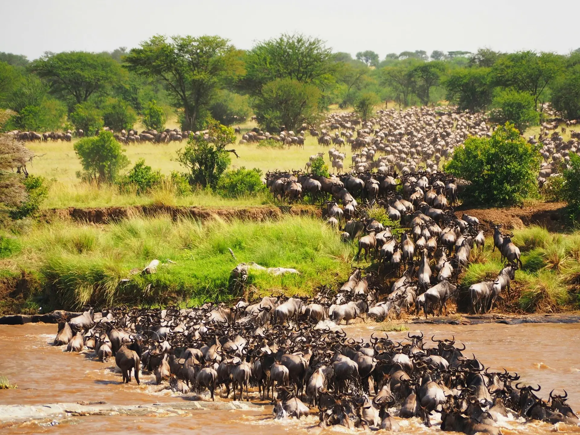 Elephant Herd in Savanna
