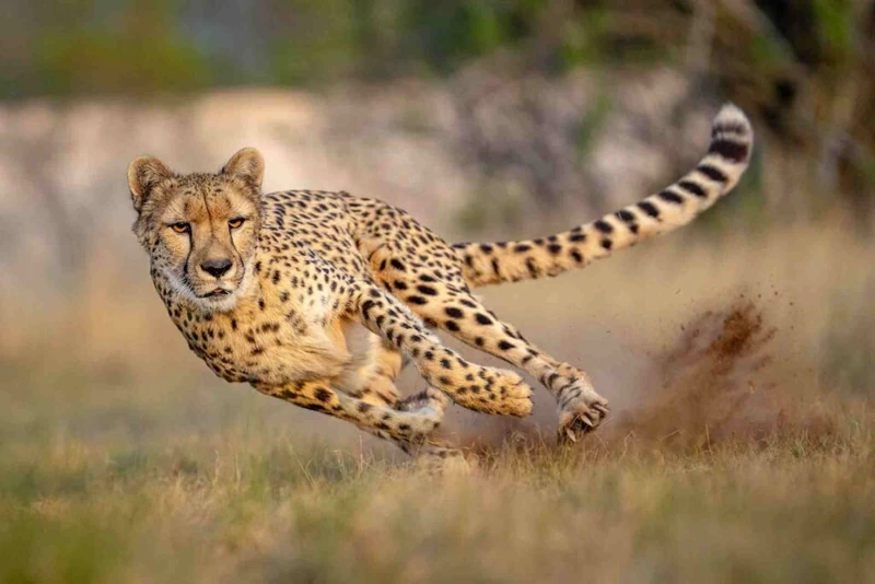 Cheetah on Termite Mound