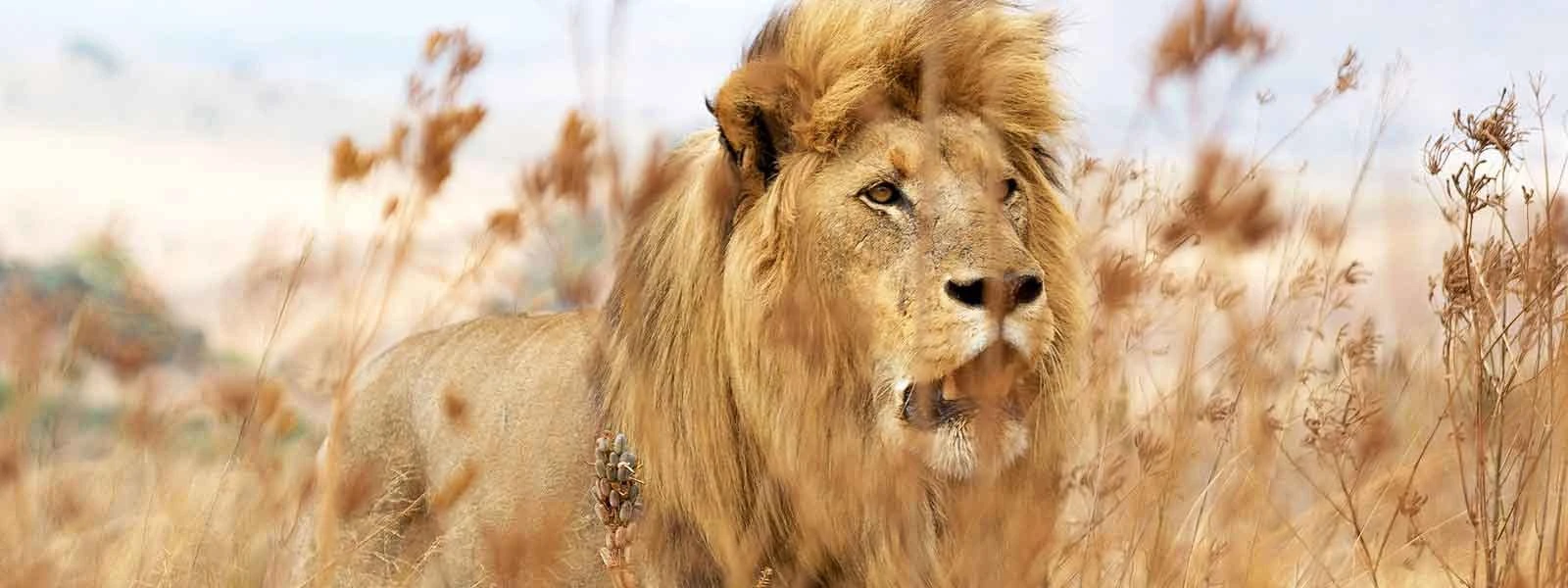 Lion Trail Safari