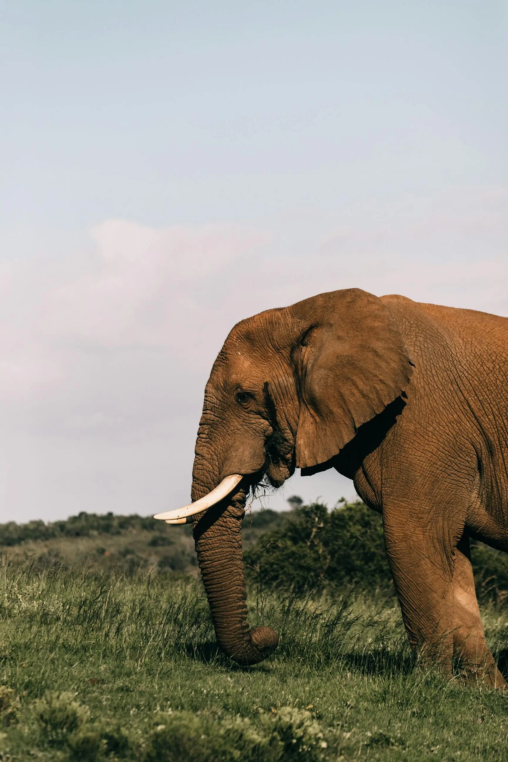 Selous Riverboat Safari
