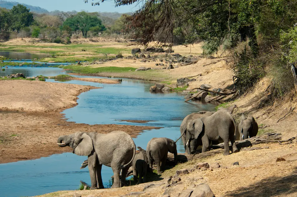 Ruaha Baobab Landscape