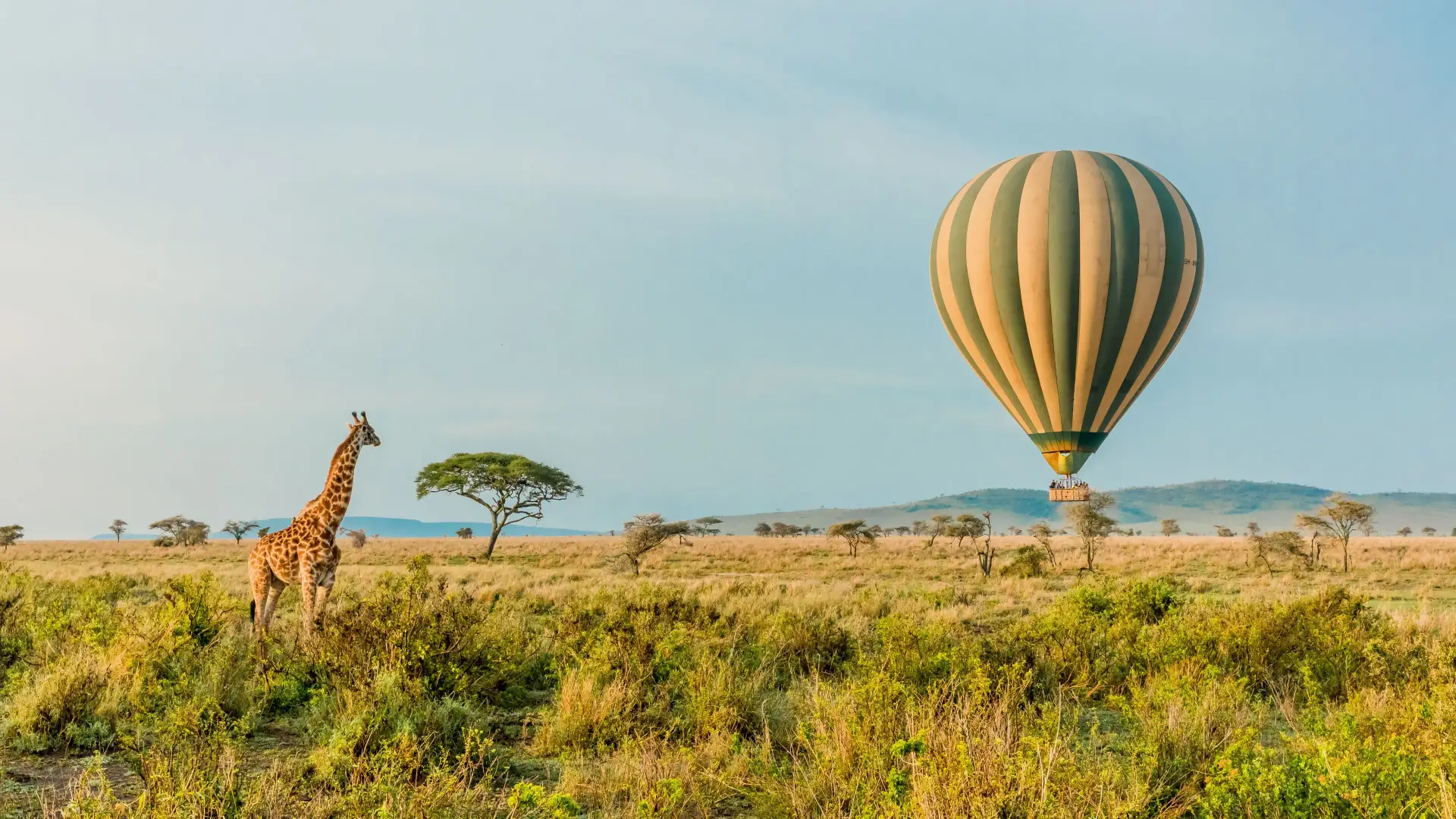 Tanzania: Ruaha & Zanzibar Luxury Experience