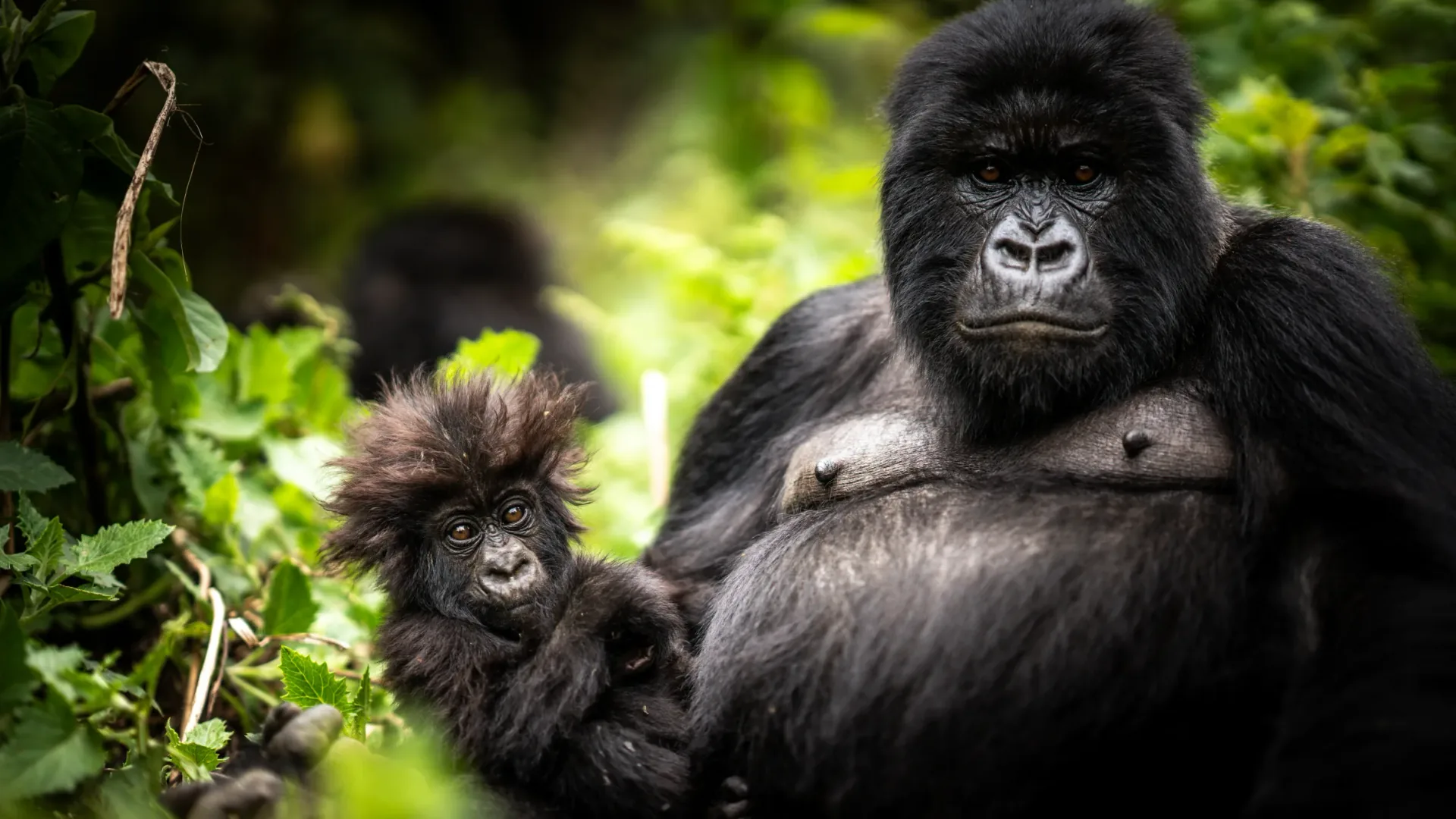 Mountain Gorilla Family