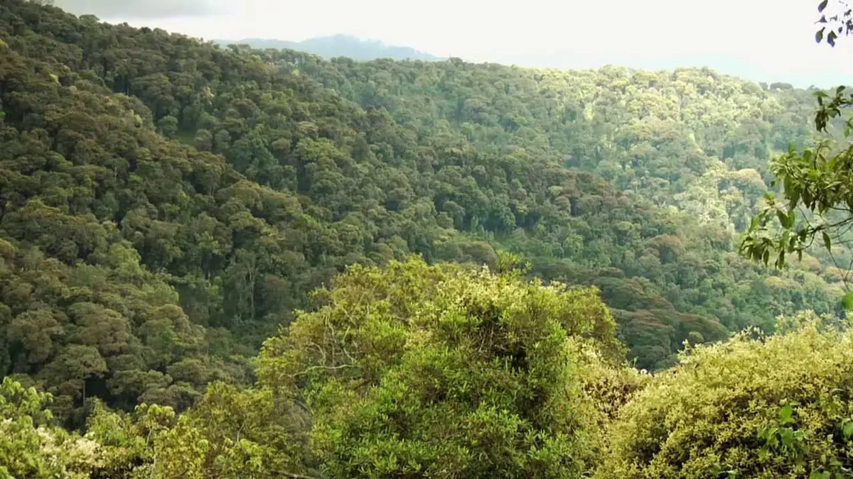 Chimpanzee in Nyungwe Canopy