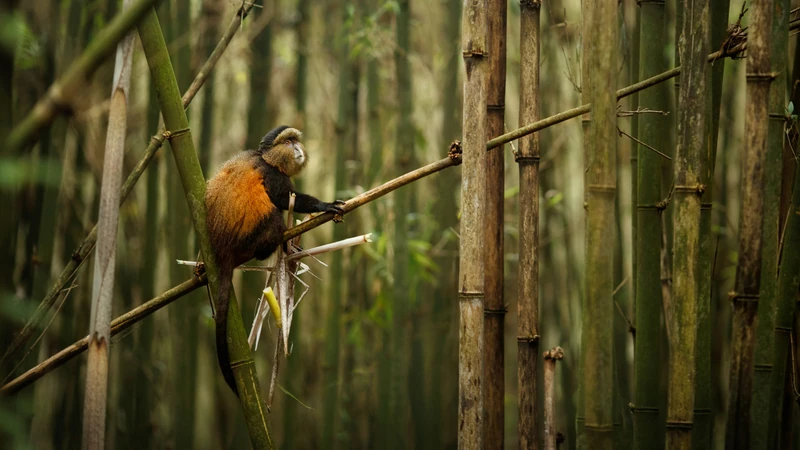 Golden Monkey in Bamboo