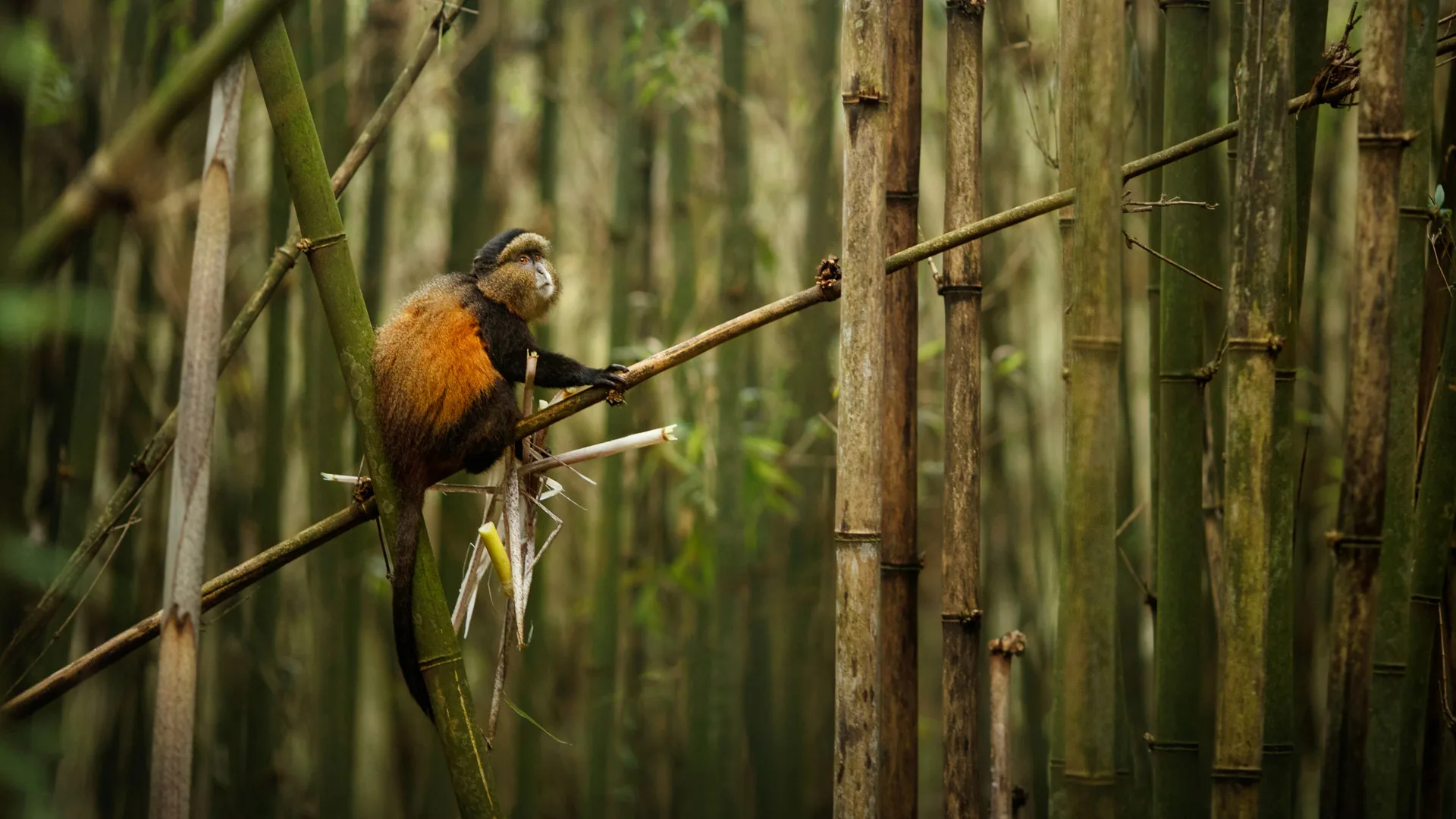 Untamed Rwanda: Classic Gorilla & Chimps Safari
