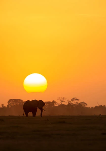 Safari Vehicle at Dawn