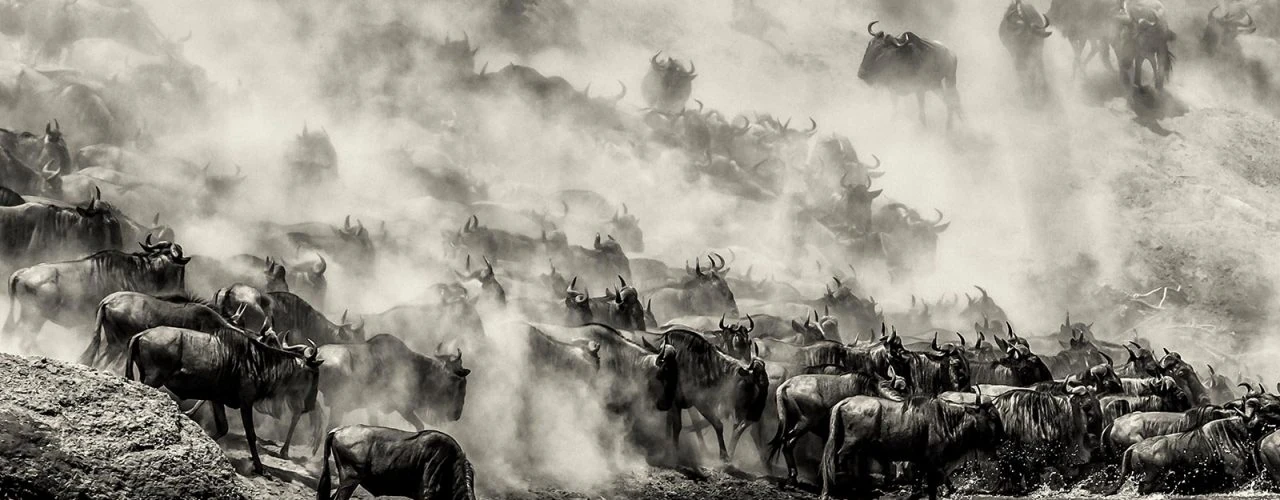 Wildlife, Migration, Gorilla & Photo Safaris